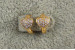 Сережки дитячі Xuping Jewelry сердечка перша любов1 см золотисті