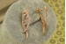 Сережки Xuping Jewelry Коза ностра 3 см золотисті
