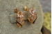 Сережки Xuping Jewelry світанок 1.5 см золотисті