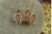 Сережки Xuping Jewelry дві петельки з родієм 1,4 см золотисті
